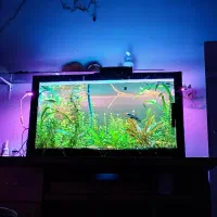 اکواریوم ۸۰سانت در ۴۵ ارتفا ۴۵ فول پلنت و ماهی