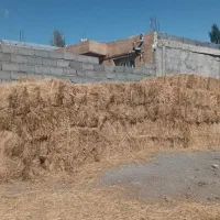 گیاه|گل و گیاه طبیعی|خلخال, |دیوار