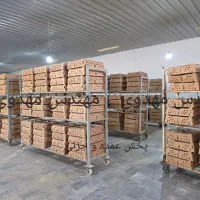 فروش مستقیم جوجه گوشتی یکروز عمده و جزئی