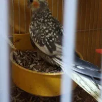 دو عروس هلندی ماده جوان و تعدادی مرغ عشق فروشی