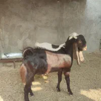 یک عدد بز آبستن درجه یک پازن درجه یک|حیوانات مزرعه|برازجان, |دیوار