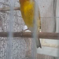 سهره قناری دهن لر