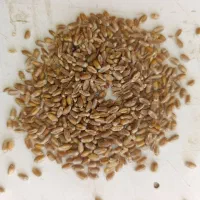 بذر گندم آمریکایی رقم کالیفرنیا