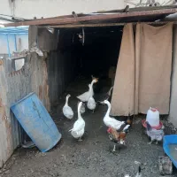 قوقاز|حیوانات مزرعه|بندر ماهشهر, |دیوار