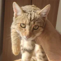 واریزی گربە