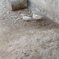 دوعدد اردک تخم گذار نر و ماده سالم