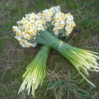 پیاز گل نرگس