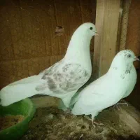 کفتر پرشی سرحال