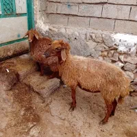 ۱عددگوسفند جوان ننه بالا برای نگه داشتن|حیوانات مزرعه|اردبیل, |دیوار