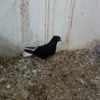 کیوتر زاغ دم سفید ماده  پرشی