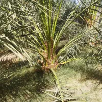 فروش دو عدد درخت مضافتی ۶ سال کاشت
