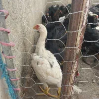 جوجه برهما و لاری و مرندی ریش دار همه نژاد دار اصل|حیوانات مزرعه|نیشابور, فیض آباد|دیوار