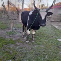 ورزاکوله چالوسی ۸راس