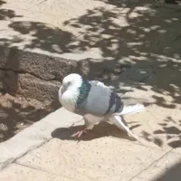 کبوتر گمشده|حیوانات|بهار, |دیوار