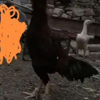 خروس و مرغ اصیل لاری