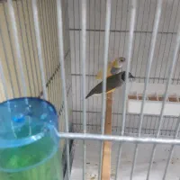 فنچ گلدین|پرنده|تهران, شکوفه|دیوار