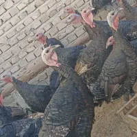 بوقلمون یک سال