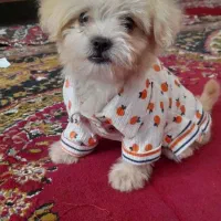 سگ شیتزو پودل