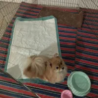 پامرین روباهی|سگ|قدس, شهرقدس|دیوار