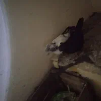 شادگان|پرنده|شادگان, |دیوار