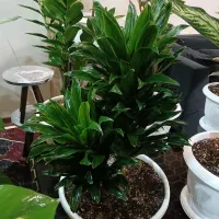 گلهای اپارتمانی سالم به قیمت|گل و گیاه طبیعی|تهران, دهقان|دیوار