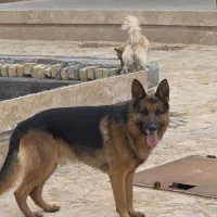 سگ ژرمن اصیل