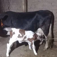 گاو سیمنتال اصل|حیوانات مزرعه|ویلکیج, |دیوار