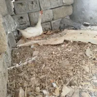 غاز|حیوانات مزرعه|رودان, |دیوار