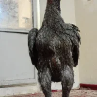 مرغ لاری طوس|حیوانات مزرعه|تهران, بوستان ولایت|دیوار