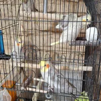 عروس هلندی تخم گذار|پرنده|تهران, سبلان (لشگر)|دیوار