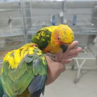 بزرگترین پت شاپ و قصر پرنده در سمنان|پرنده|سمنان, |دیوار