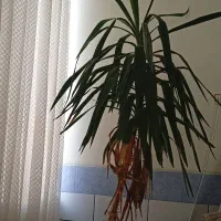 گل و گیاه|گل و گیاه طبیعی|فسا, |دیوار