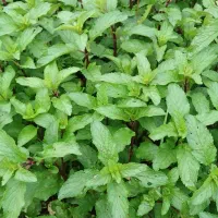 سبزیجات معطر محلی لاهیجان