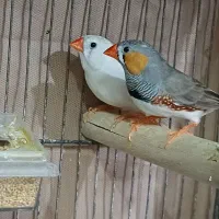 جفت فنچ مولد