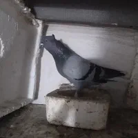 کبوتر|پرنده|گرگان, |دیوار