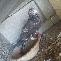 مرغ خریدارم