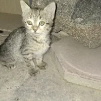بچه گربه بازیگوش
