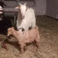 بز گیسه با کره