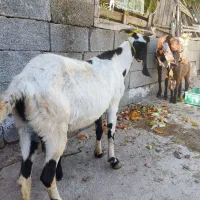 دو عدد بز  دو کهره