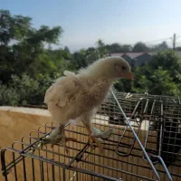 جوجه برهما لایت|حیوانات مزرعه|خرمآباد (تنکابن), |دیوار