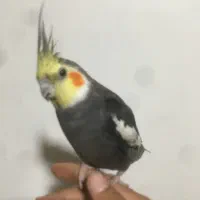 عروس هلندی نر سخنگو معاوضه دارم
