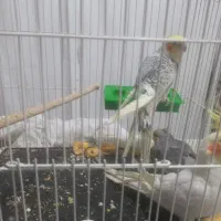 عروس هلندی ۳ عدد سخنگو