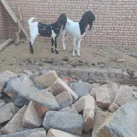 بز پاکستانی اصل