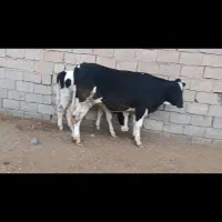 گوساله ماده فروشی