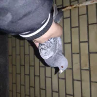 کبوتر پلاکی اصیل