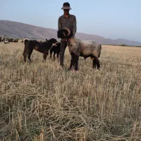 قوچ بختیاری