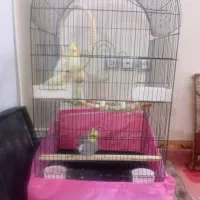 جفت عروس هلندی لوتینو