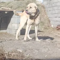 یک عدد سگ سرابی اصیل