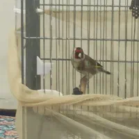 سهره نر قرص بخون