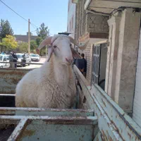 گوسفند و بره زنده همراه قصاب